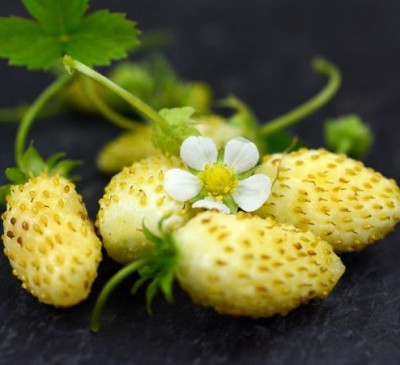 Stawberry Yellow Star